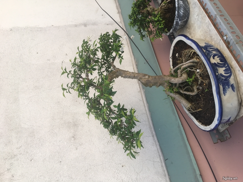 Mai chiếu thuỷ lá trung bonsai