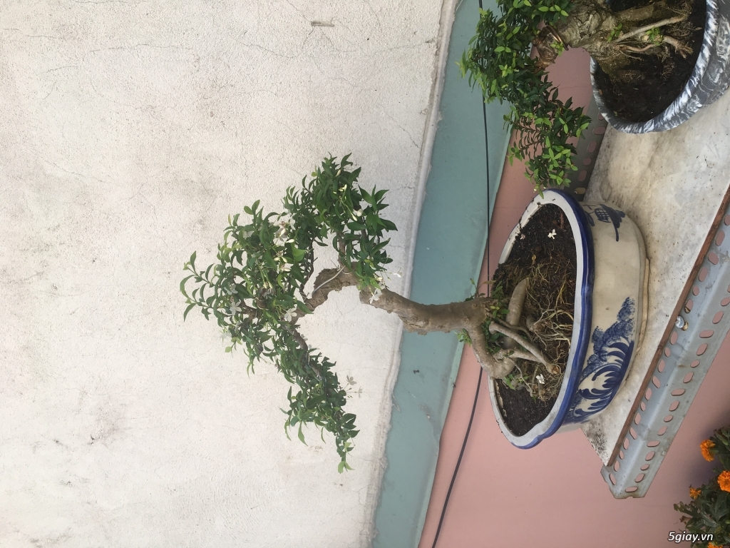 Mai chiếu thuỷ lá trung bonsai - 1