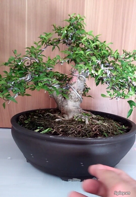 Mai chiếu thủy lá nhỏ