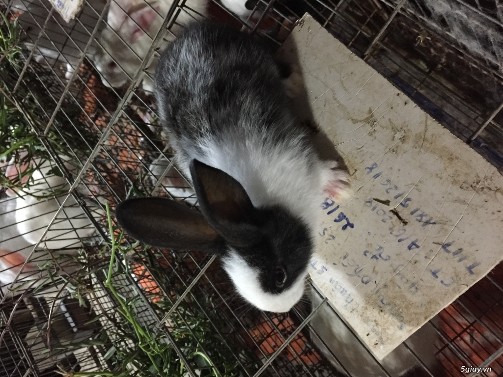 Thỏ con và bọ ú - 1