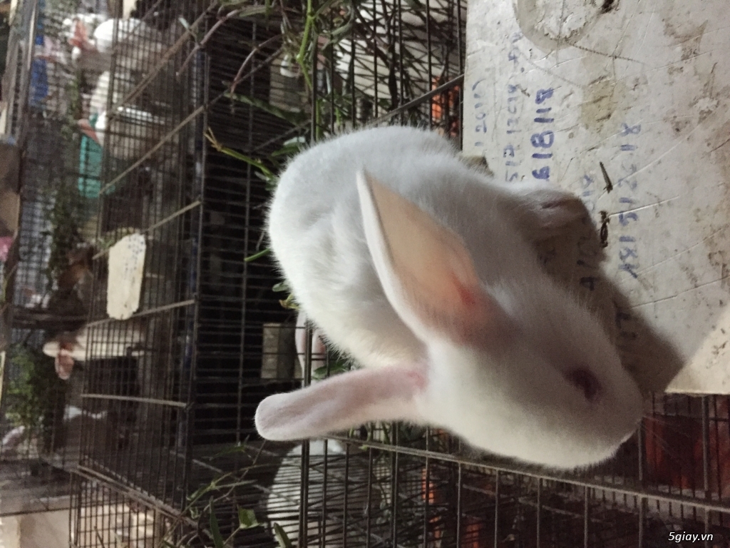 Thỏ con và bọ ú