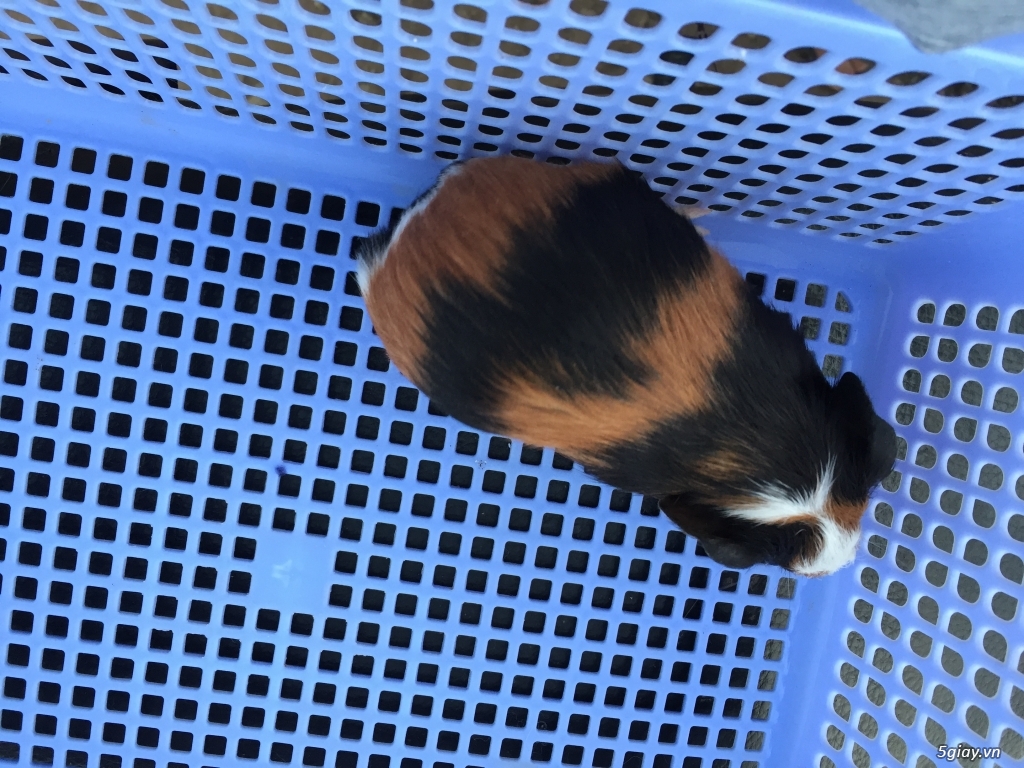 Thỏ con và bọ ú - 2