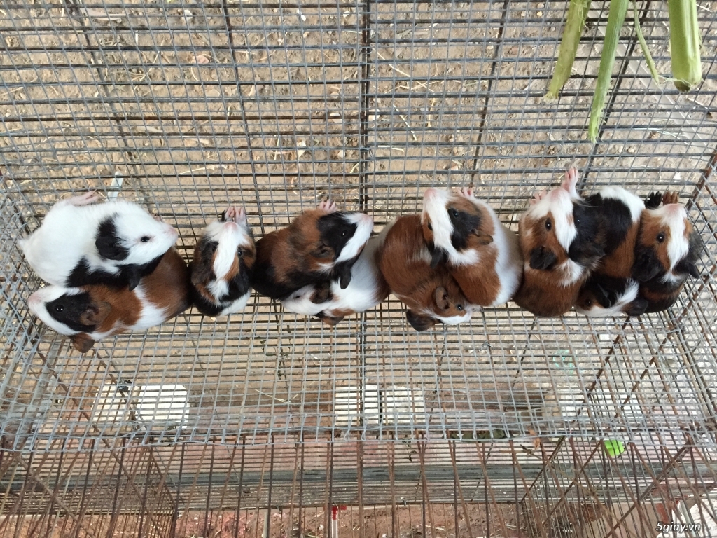 Thỏ con và bọ ú - 3