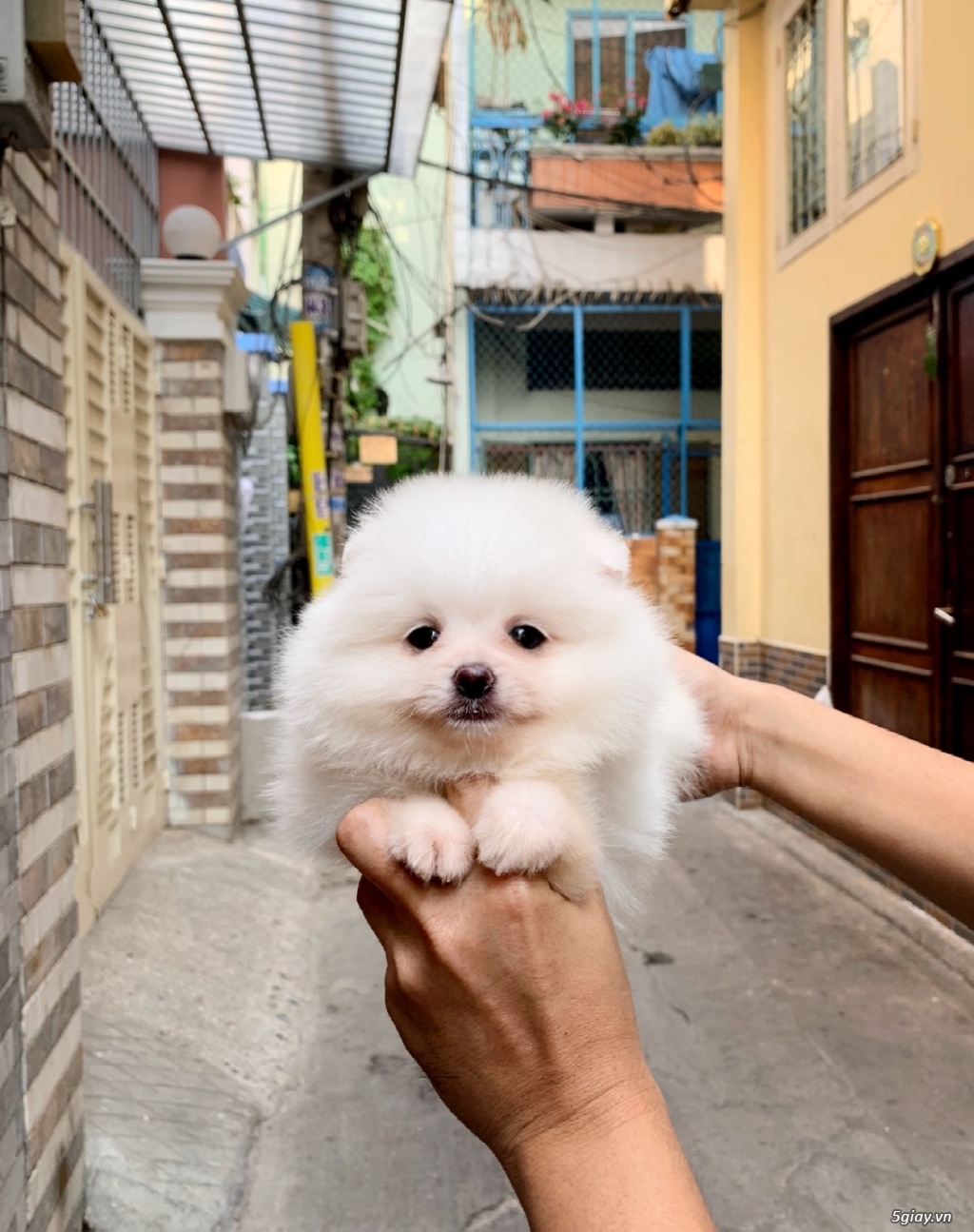 Saigon - chuyên POODLE Vs POMERANIAN - 3