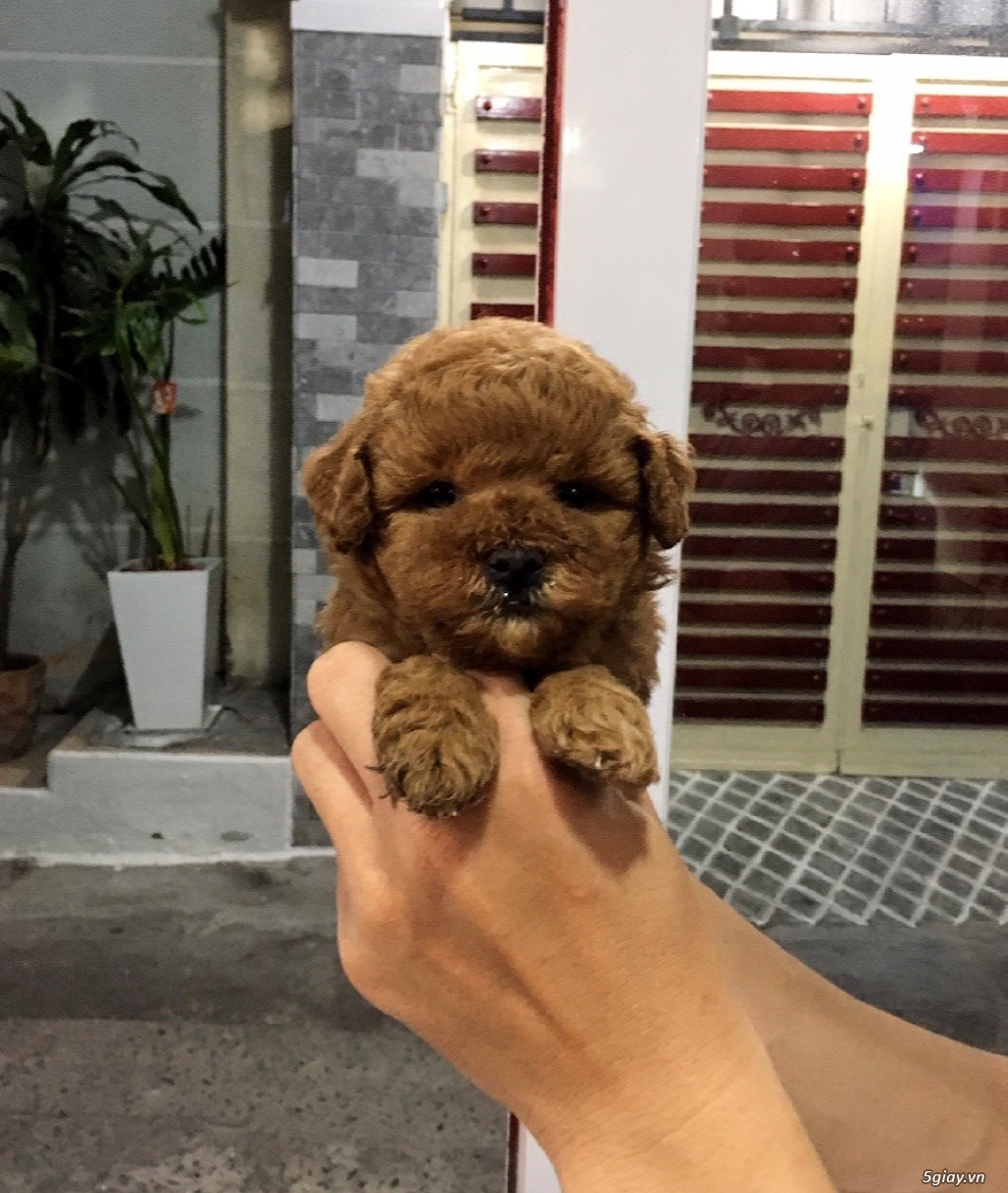 Saigon - chuyên POODLE Vs POMERANIAN - 1