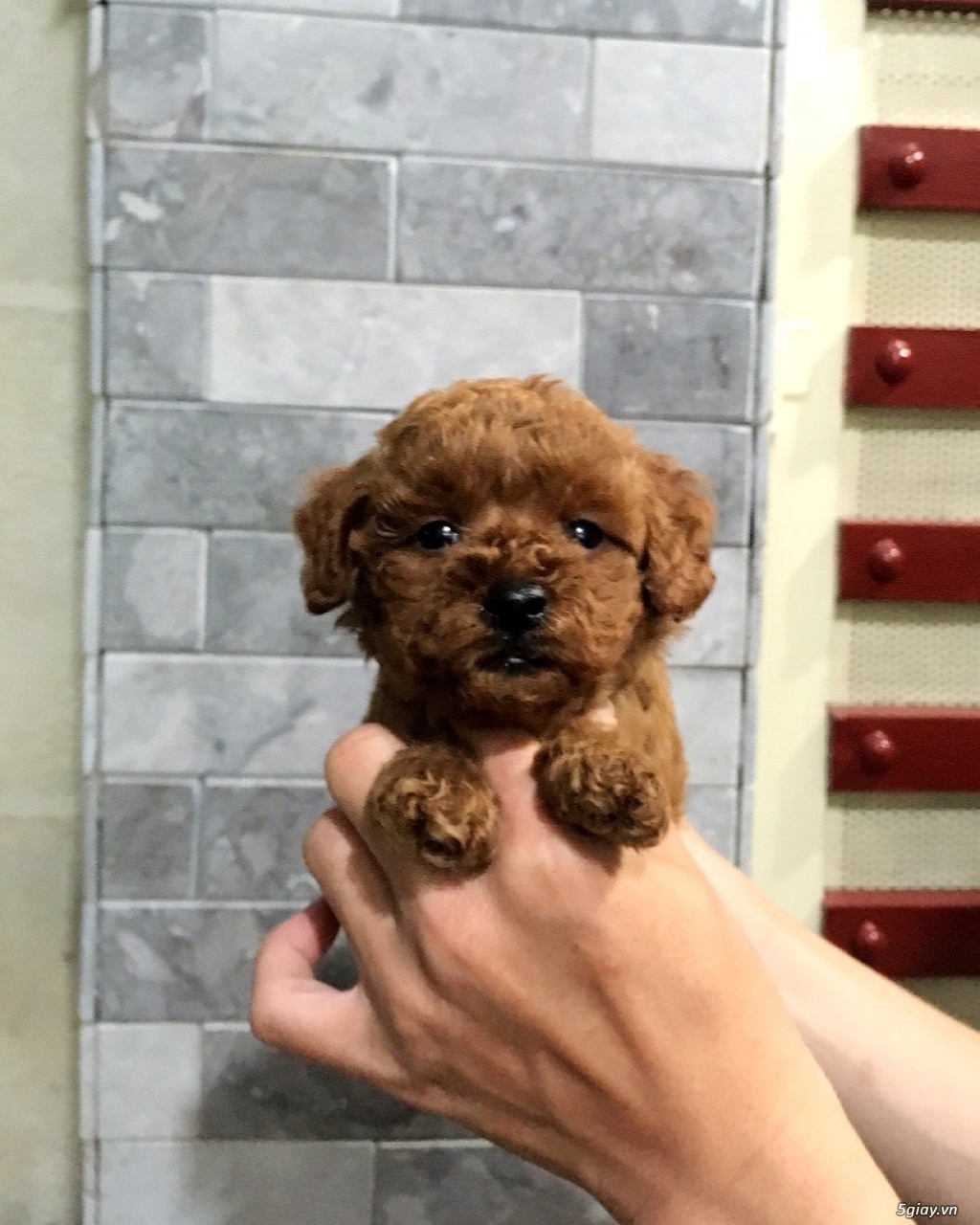 Saigon - chuyên POODLE Vs POMERANIAN