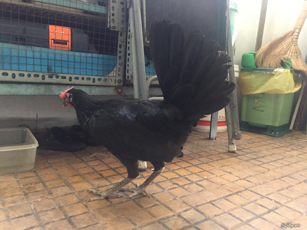 Cung cấp gà con dòng Mỹ mặt lọ Pure Coal Miner Mugs !!! - 6