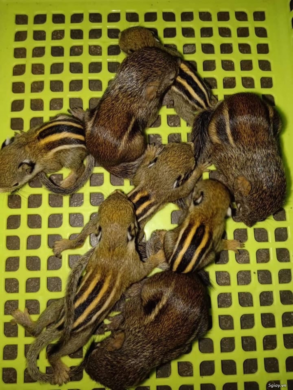 Sóc đất tập ăn - 2