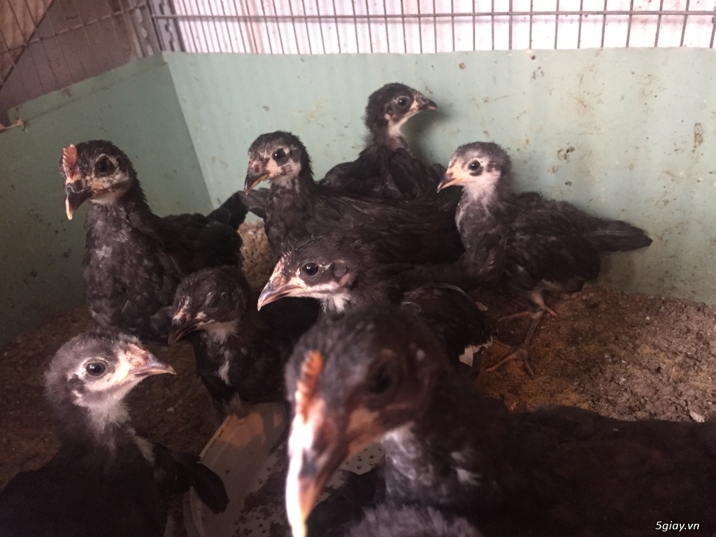 Cung cấp gà con dòng Mỹ mặt lọ Pure Coal Miner Mugs !!! - 15