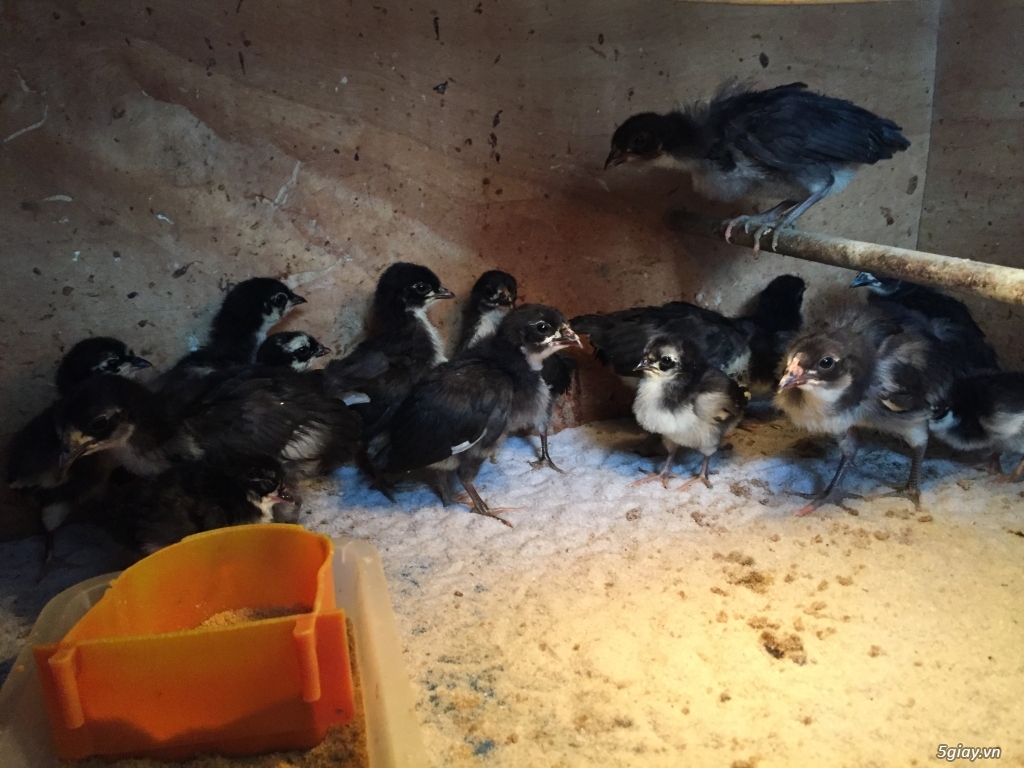 Cung cấp gà con dòng Mỹ mặt lọ Pure Coal Miner Mugs !!! - 12