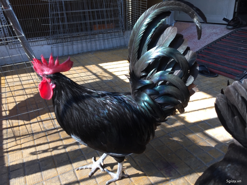 Cung cấp gà con dòng Mỹ mặt lọ Pure Coal Miner Mugs !!! - 1