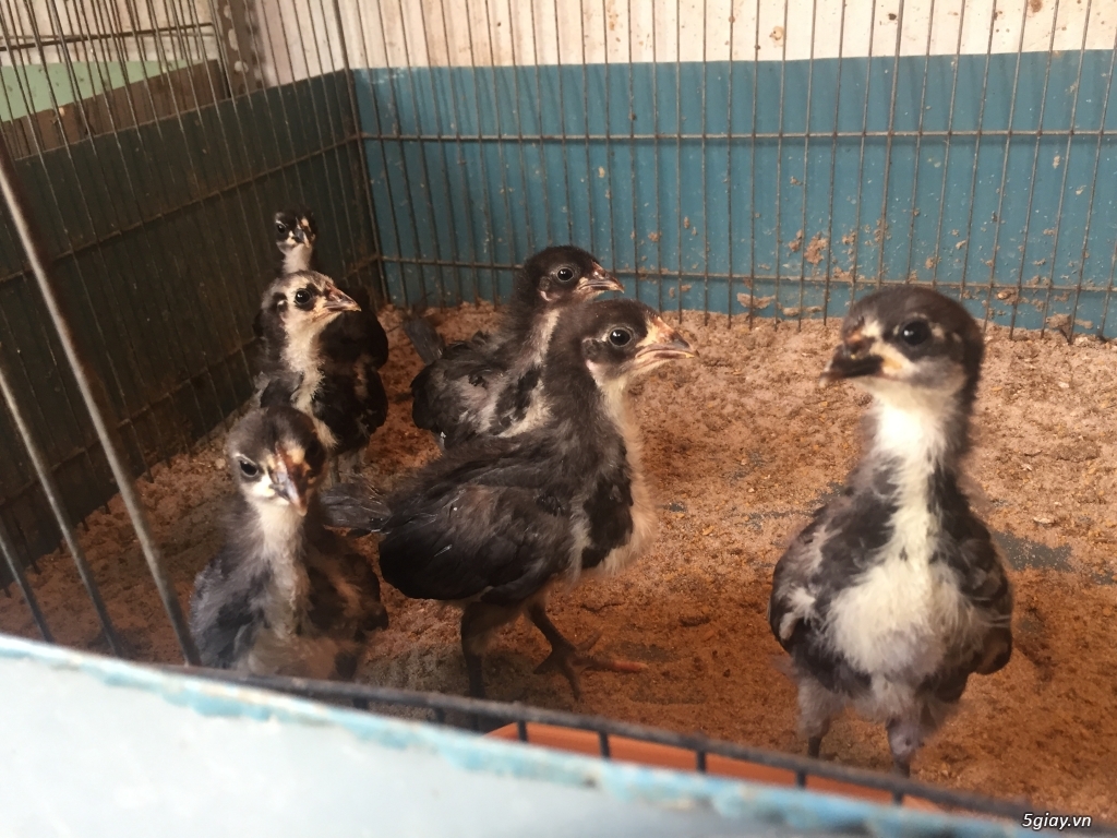 Cung cấp gà con dòng Mỹ mặt lọ Pure Coal Miner Mugs !!! - 13