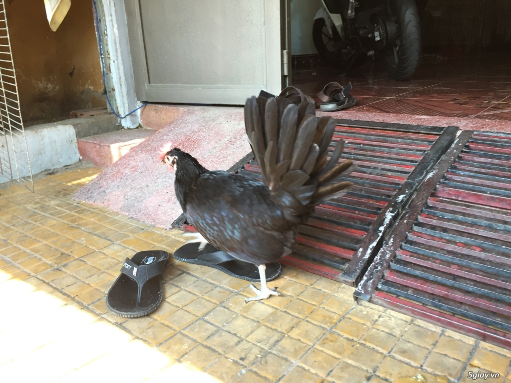 Cung cấp gà con dòng Mỹ mặt lọ Pure Coal Miner Mugs !!! - 4