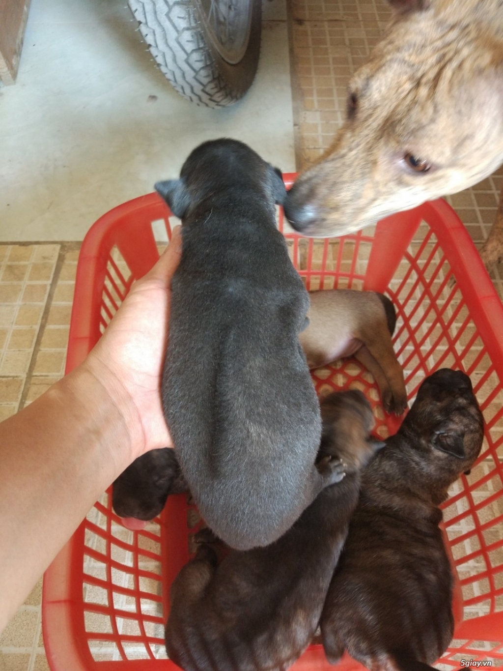 [HCM] - CẦN BÁN - Chó con Phú Quốc đã chích ngừa có sổ sức khỏe - 5