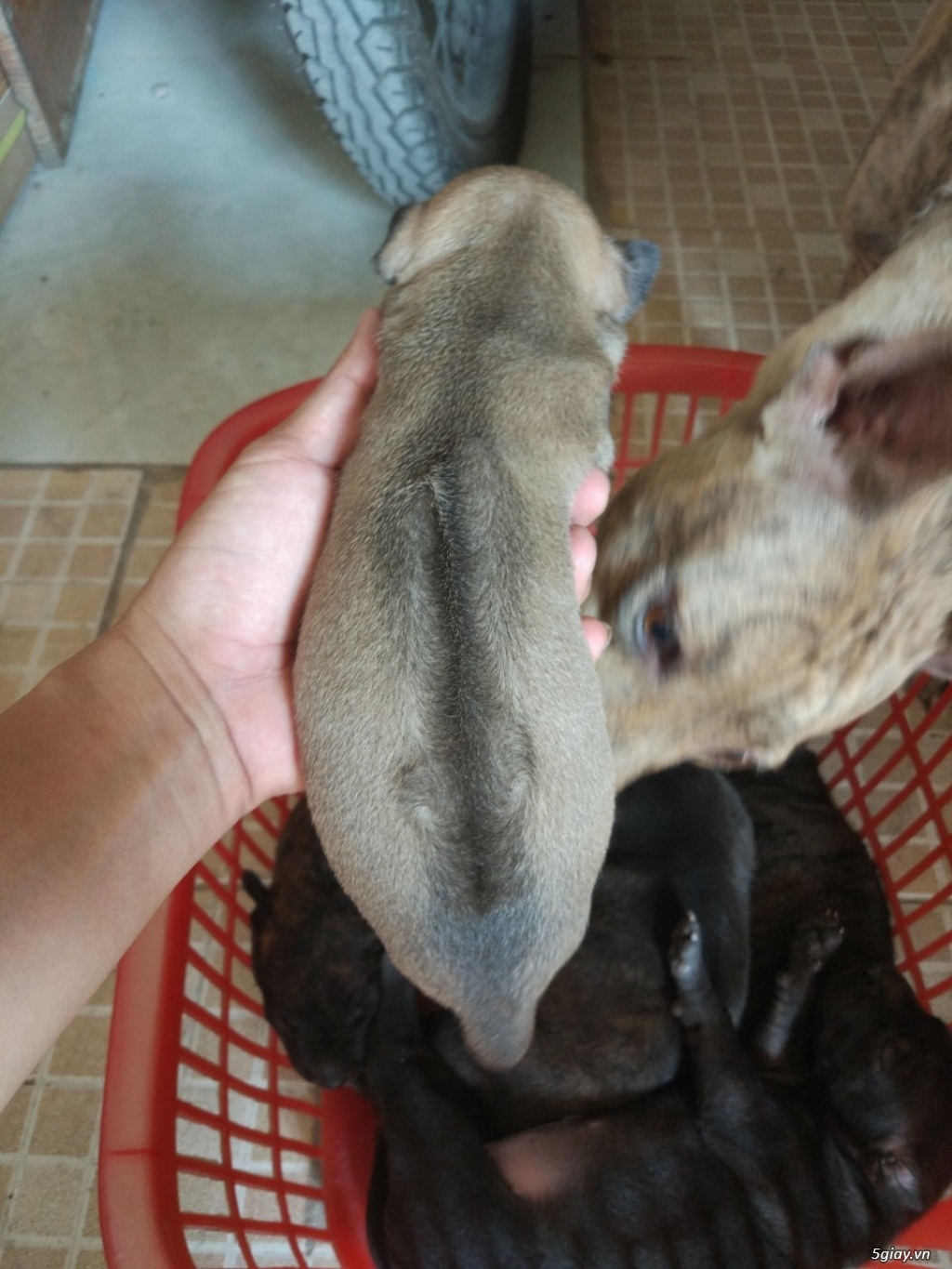 [HCM] - CẦN BÁN - Chó con Phú Quốc đã chích ngừa có sổ sức khỏe - 3