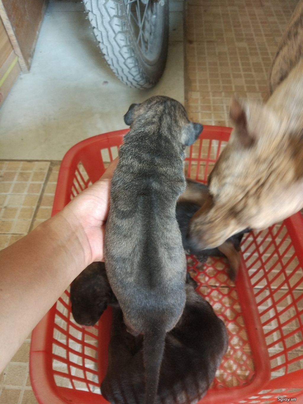 [HCM] - CẦN BÁN - Chó con Phú Quốc đã chích ngừa có sổ sức khỏe - 4