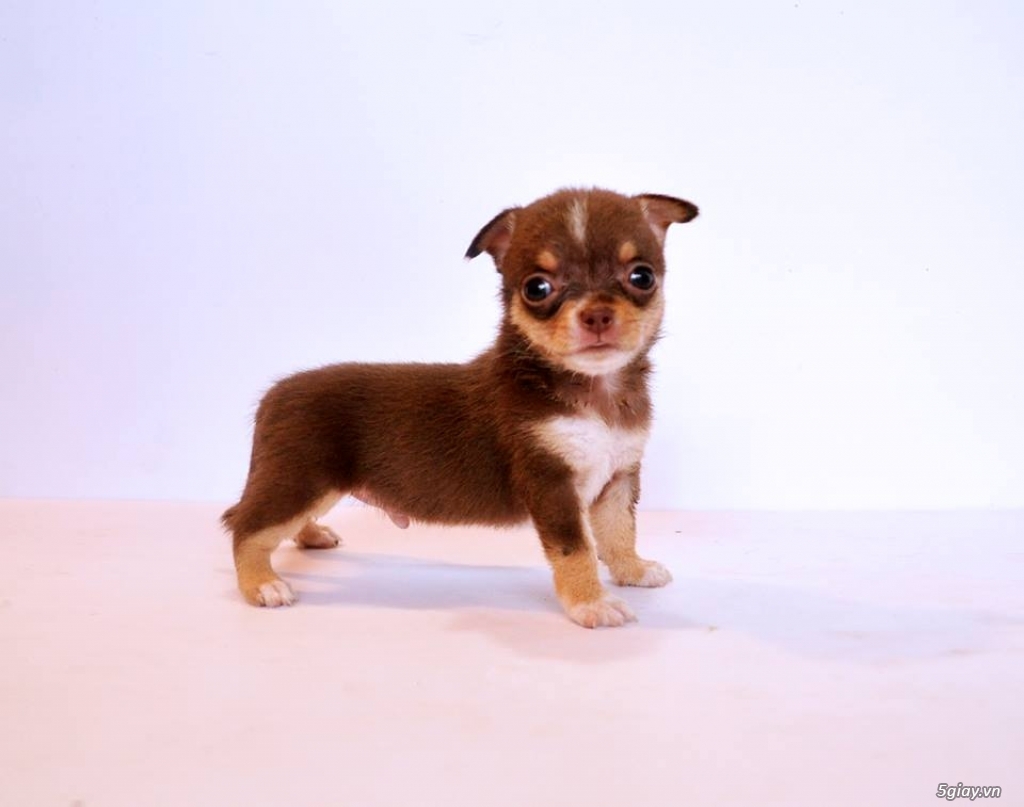 Trại nhân giống Chó Chihuahua Màu mới Thuần Chủng - AusMar Chihuahua - 2