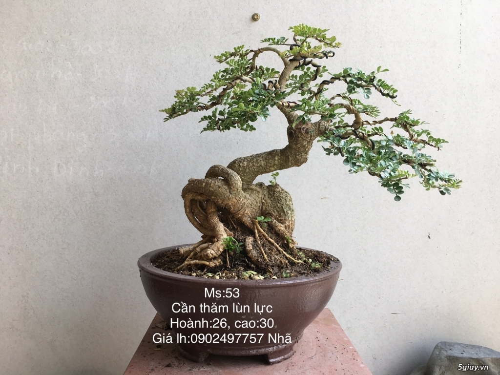Cần thăng lùn lực giao lưu - 1