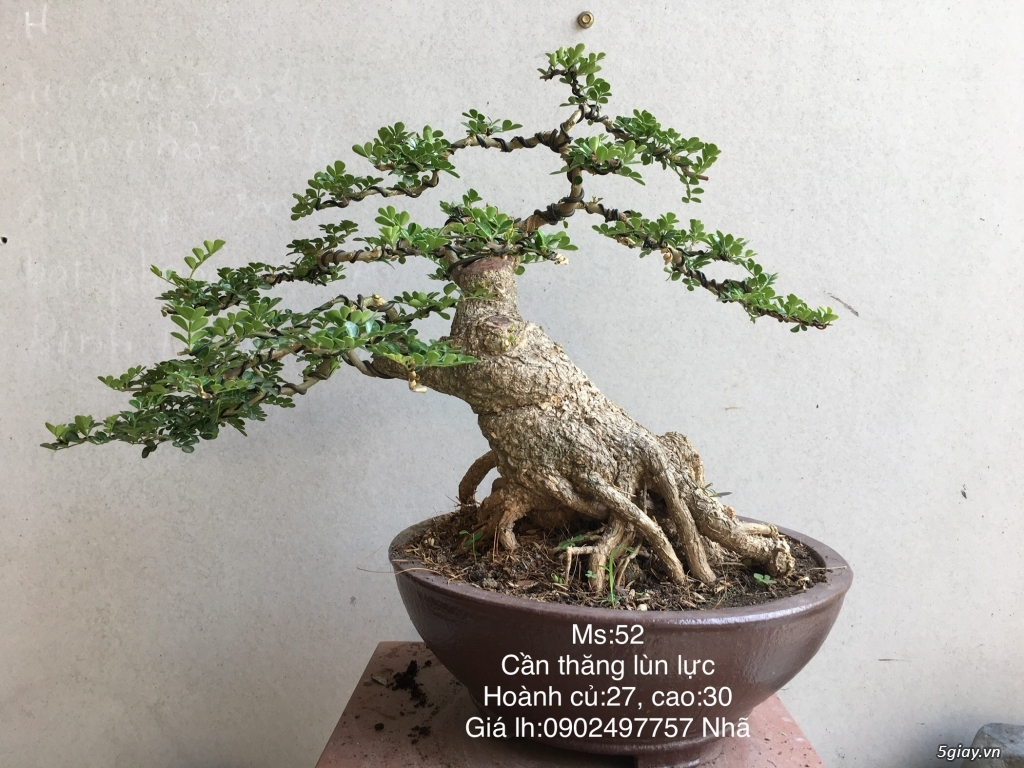 Cần thăng lùn lực giao lưu - 2