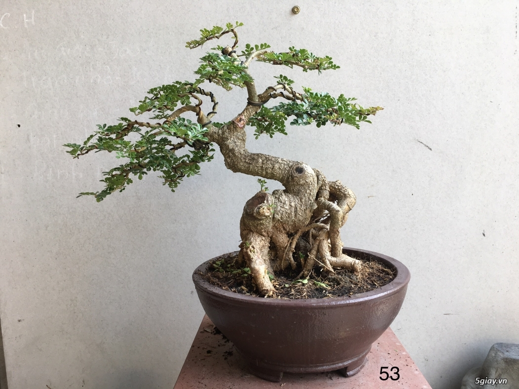 Cần thăng lùn lực giao lưu - 3