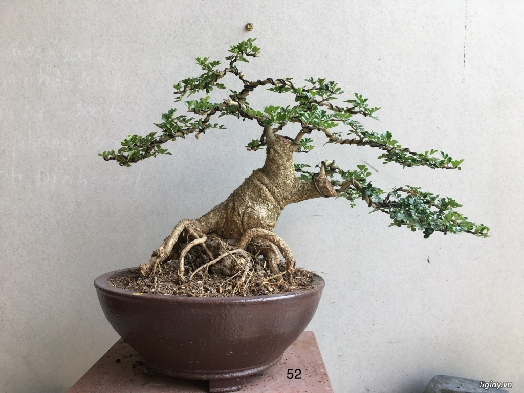 Cần thăng lùn lực giao lưu