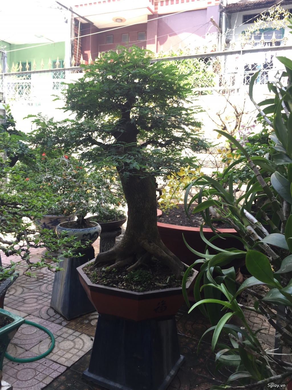 Bán bonsai lớn,trung, mini, siêu mini,phôi đẹp.Tphcm quận bình thạnh - 24