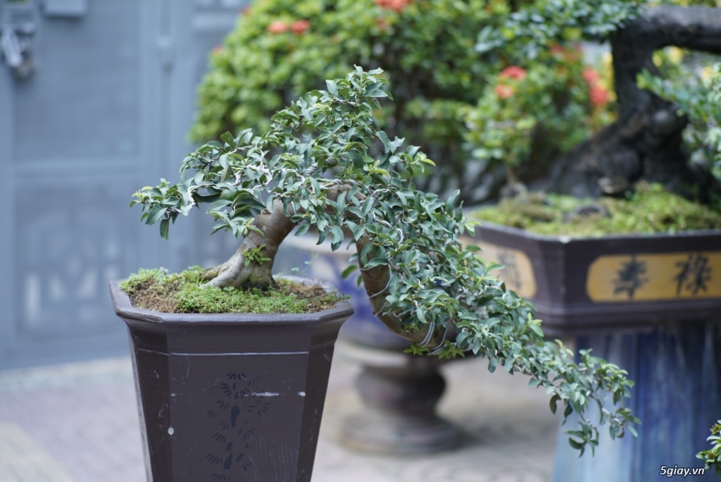 Bán bonsai lớn,trung, mini, siêu mini,phôi đẹp.Tphcm quận bình thạnh - 20