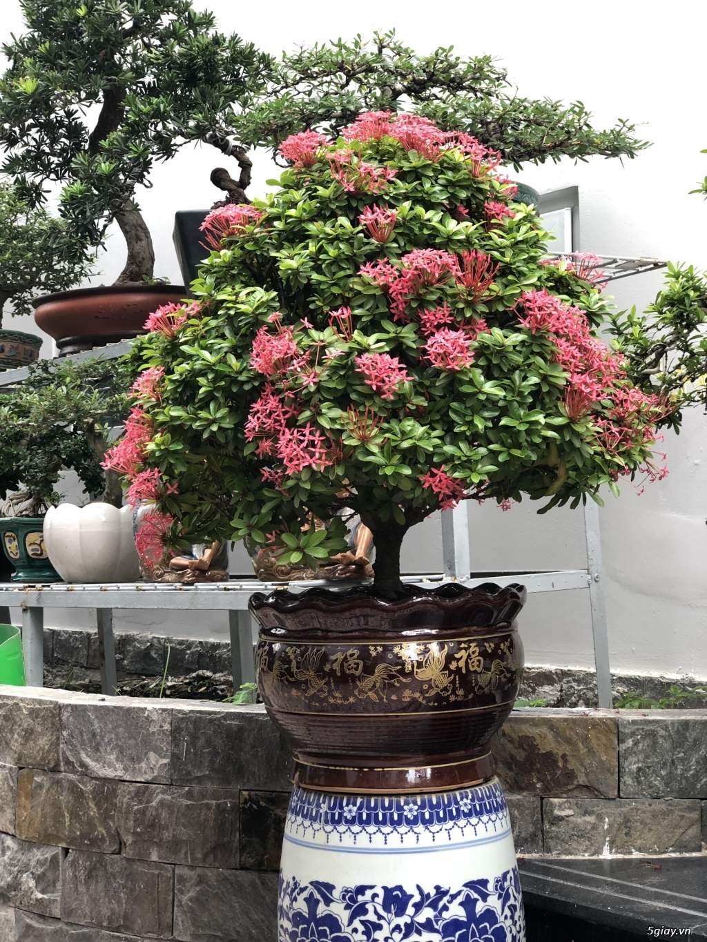 Bán bonsai lớn,trung, mini, siêu mini,phôi đẹp.Tphcm quận bình thạnh - 14