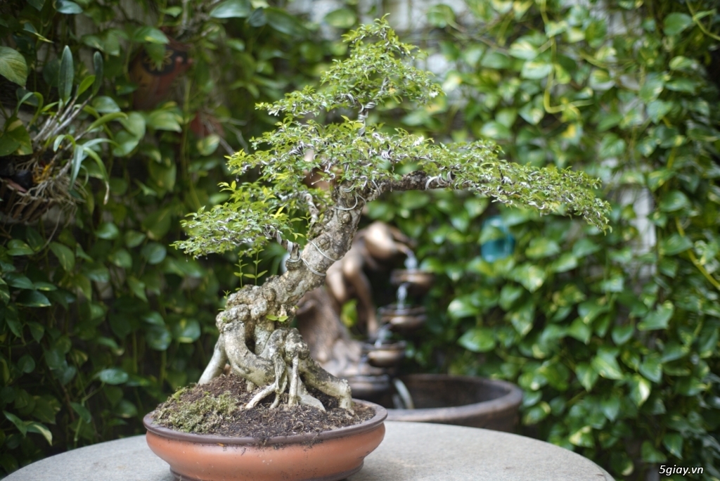 Bán bonsai lớn,trung, mini, siêu mini,phôi đẹp.Tphcm quận bình thạnh - 11