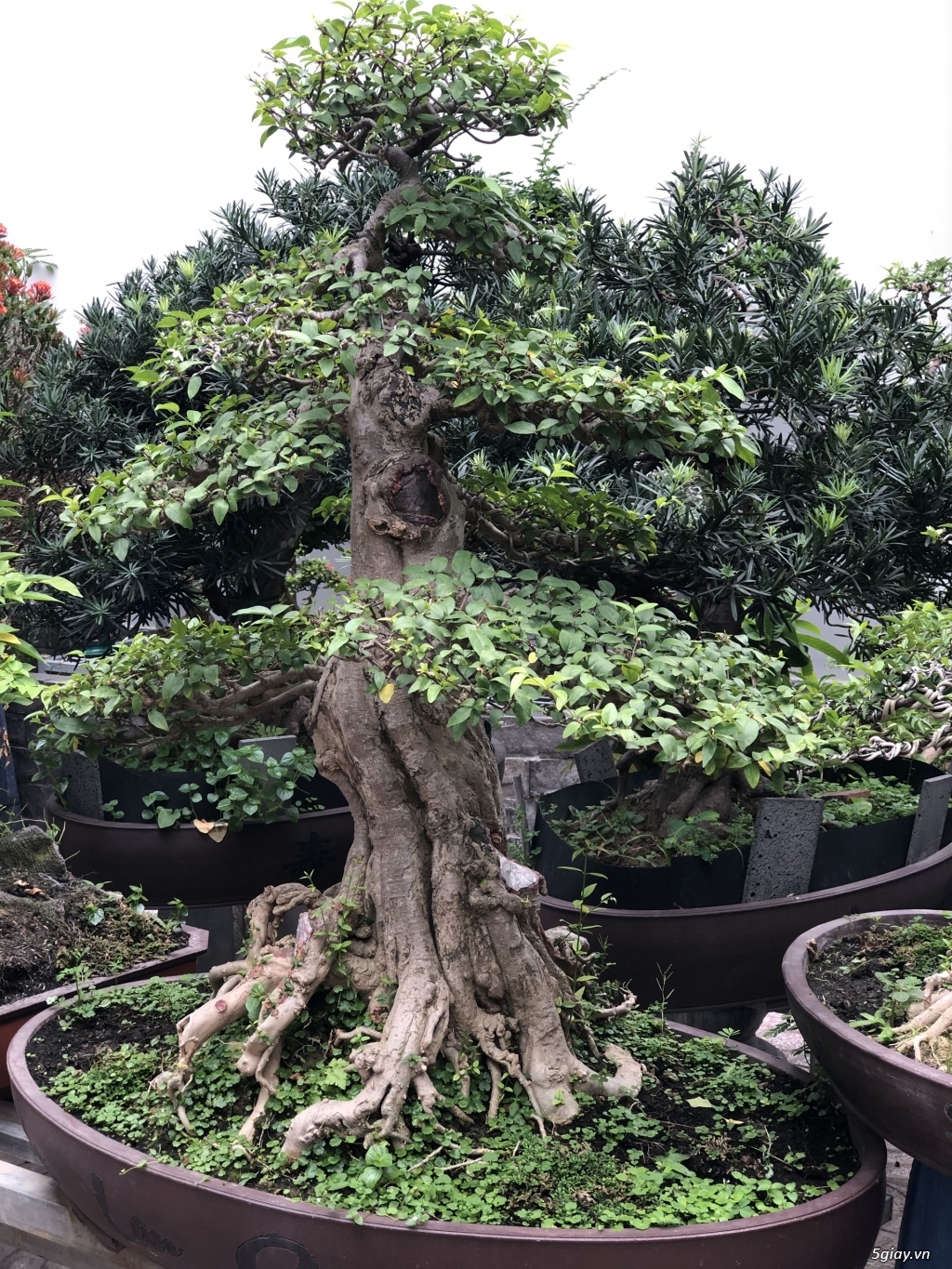 Bán bonsai lớn,trung, mini, siêu mini,phôi đẹp.Tphcm quận bình thạnh - 9