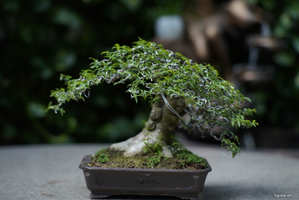 Bán bonsai lớn,trung, mini, siêu mini,phôi đẹp.Tphcm quận bình thạnh - 16