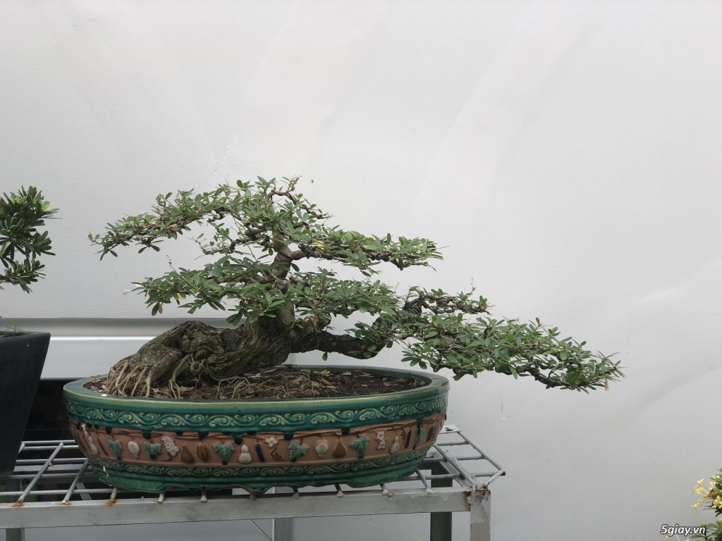 Bán bonsai lớn,trung, mini, siêu mini,phôi đẹp.Tphcm quận bình thạnh - 6