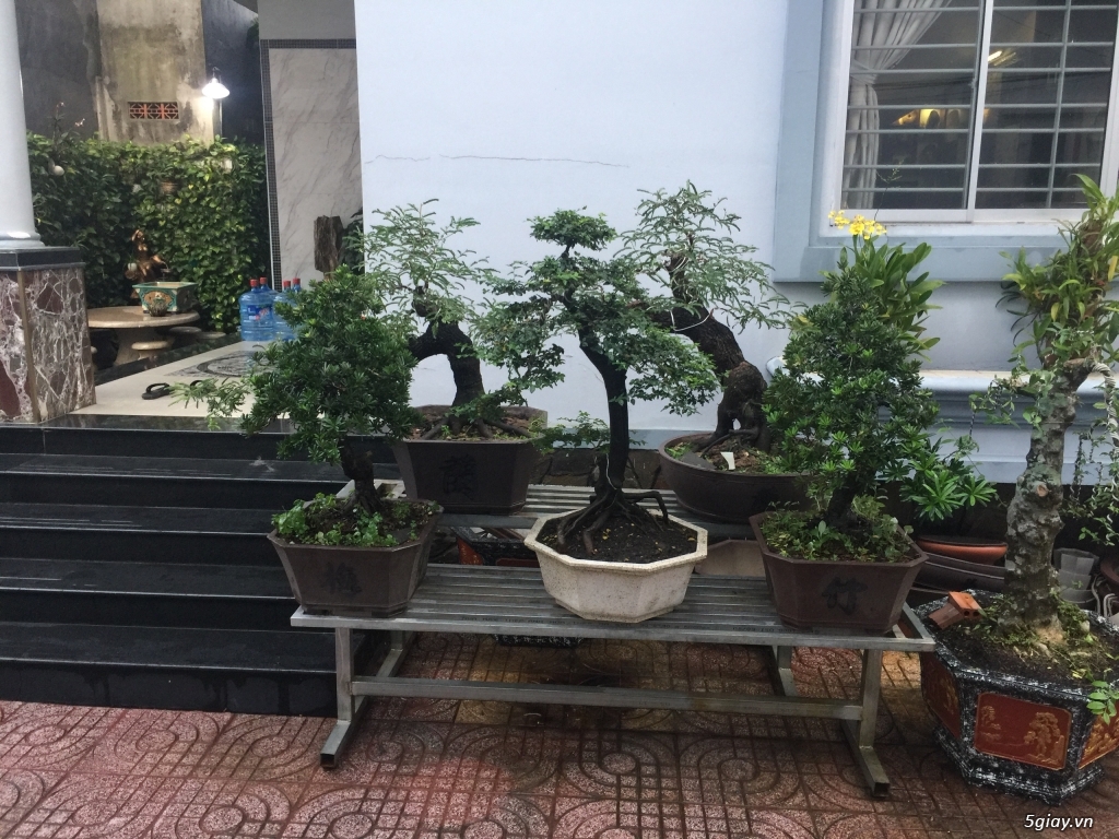 Bán bonsai lớn,trung, mini, siêu mini,phôi đẹp.Tphcm quận bình thạnh - 26