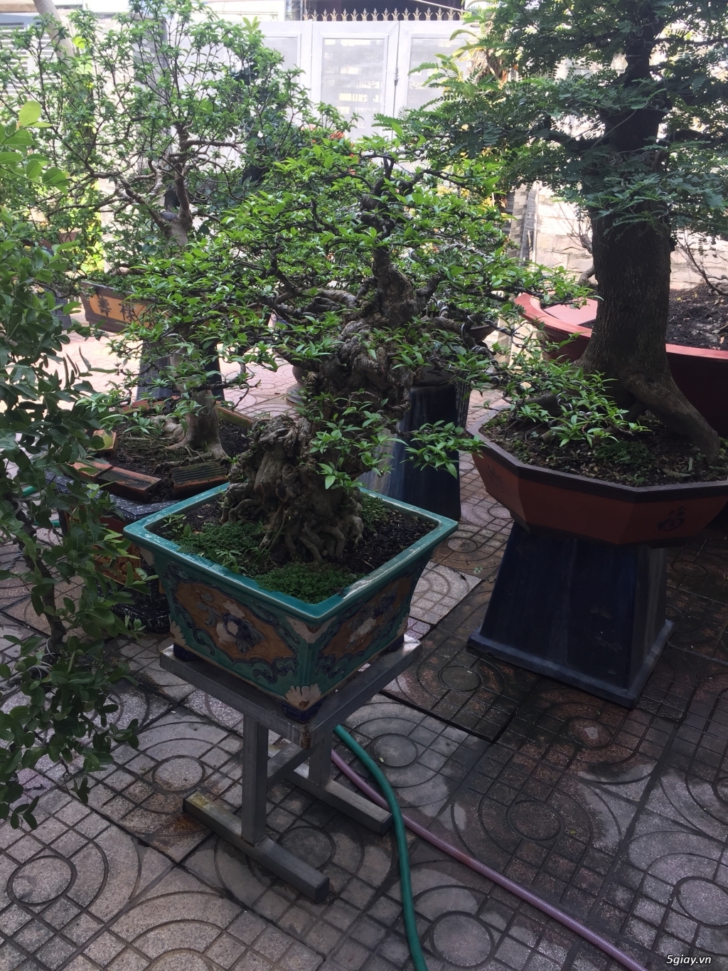 Bán bonsai lớn,trung, mini, siêu mini,phôi đẹp.Tphcm quận bình thạnh - 22