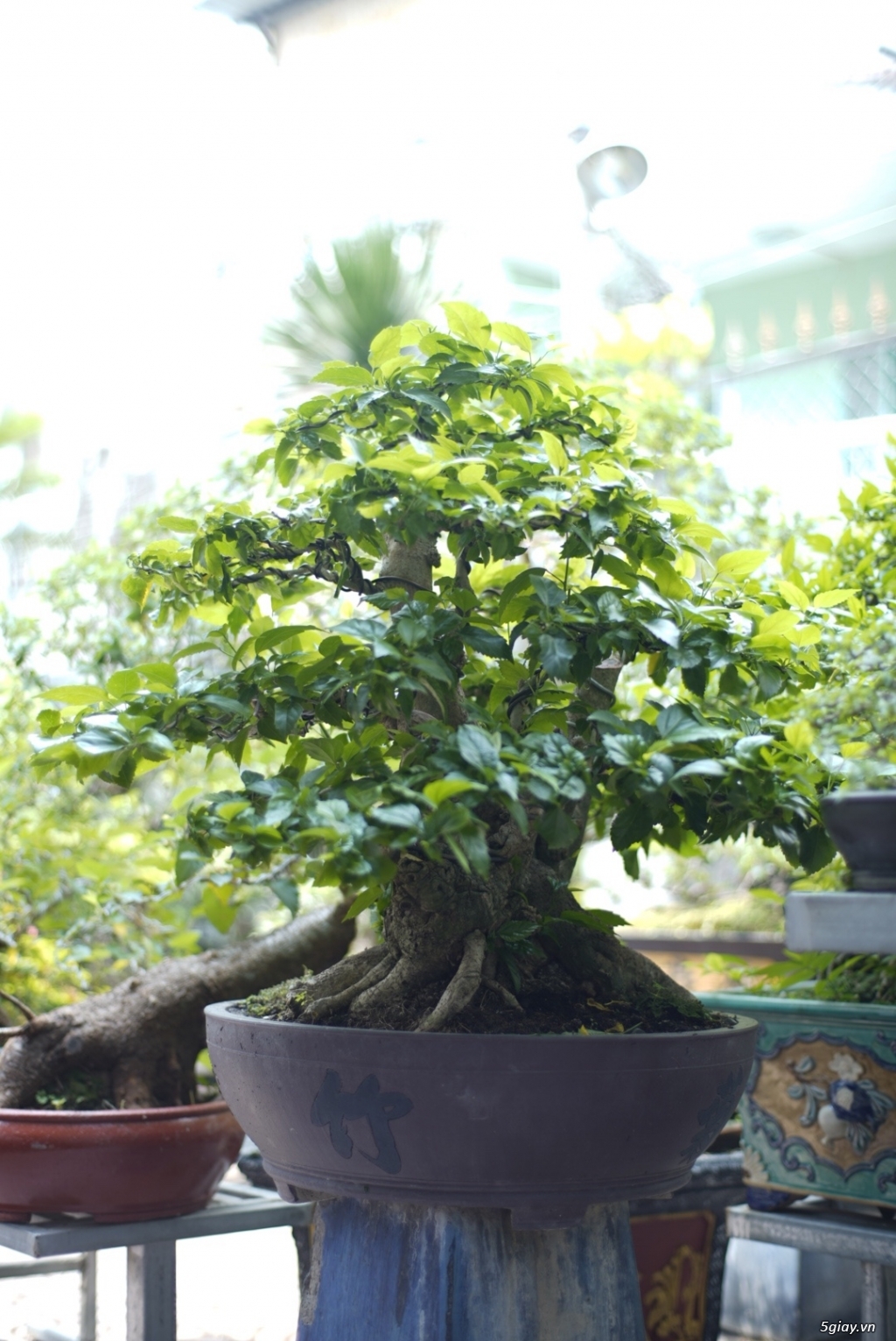 Bán bonsai lớn,trung, mini, siêu mini,phôi đẹp.Tphcm quận bình thạnh - 10