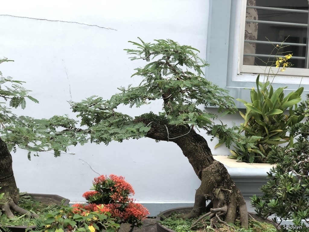 Bán bonsai lớn,trung, mini, siêu mini,phôi đẹp.Tphcm quận bình thạnh - 1