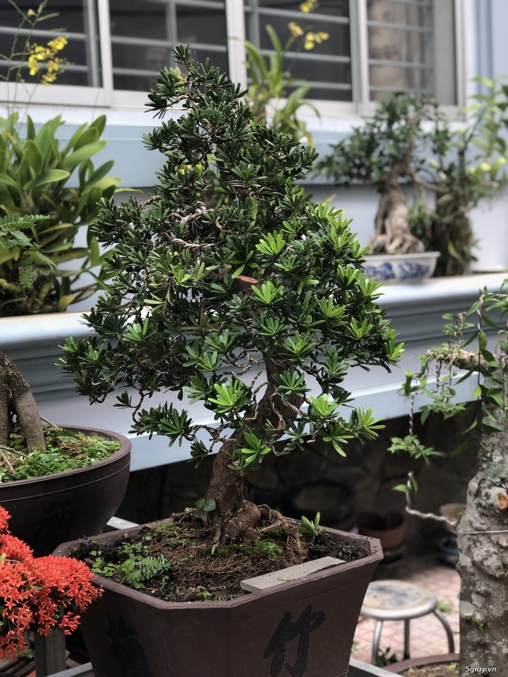 Bán bonsai lớn,trung, mini, siêu mini,phôi đẹp.Tphcm quận bình thạnh - 7