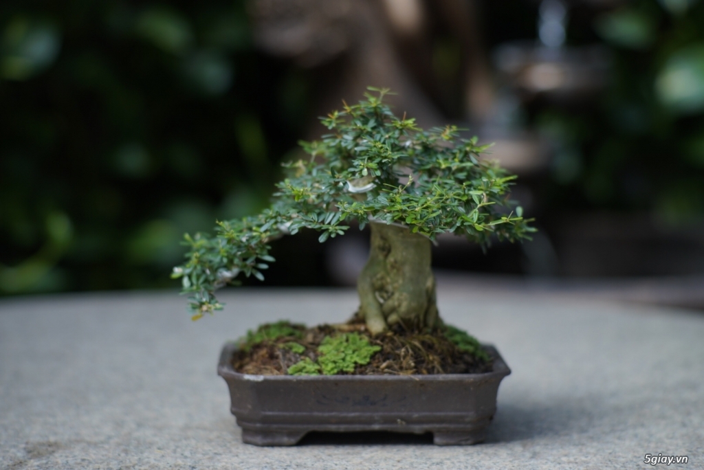 Bán bonsai lớn,trung, mini, siêu mini,phôi đẹp.Tphcm quận bình thạnh - 15