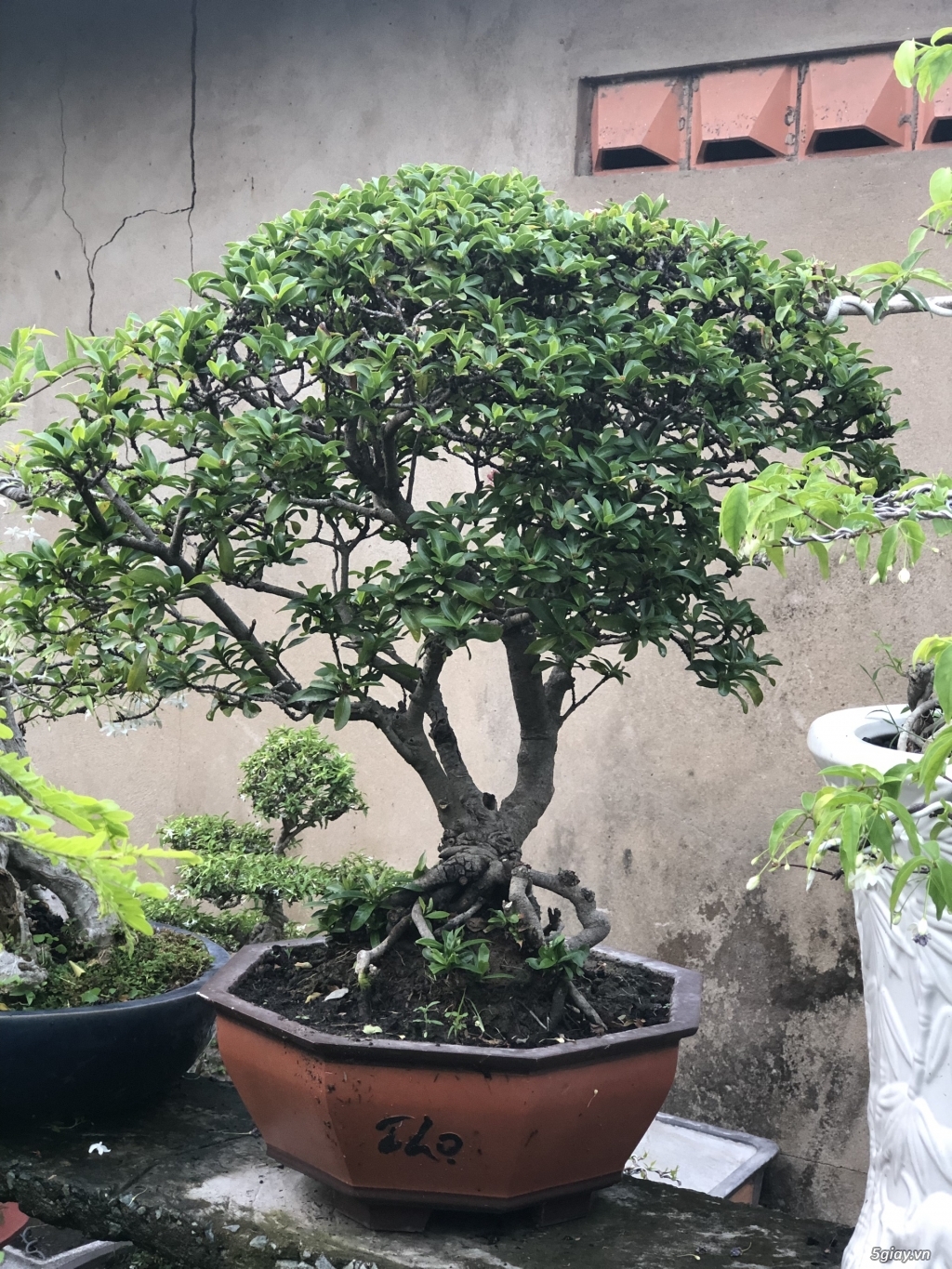 Bán bonsai lớn,trung, mini, siêu mini,phôi đẹp.Tphcm quận bình thạnh - 8