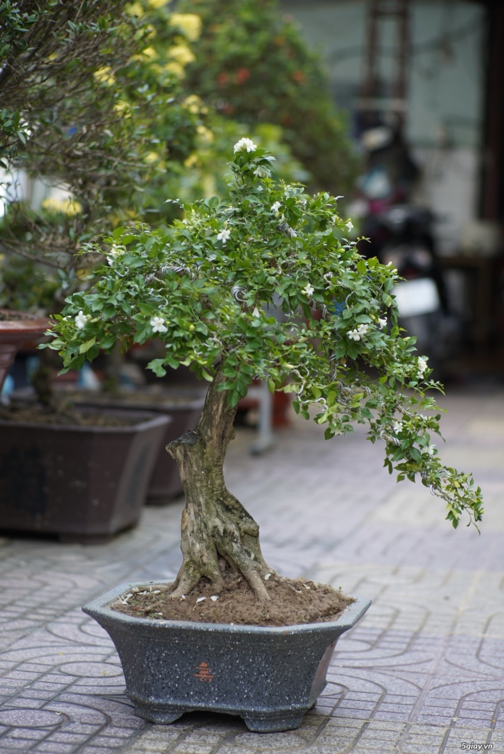 Bán bonsai lớn,trung, mini, siêu mini,phôi đẹp.Tphcm quận bình thạnh - 21