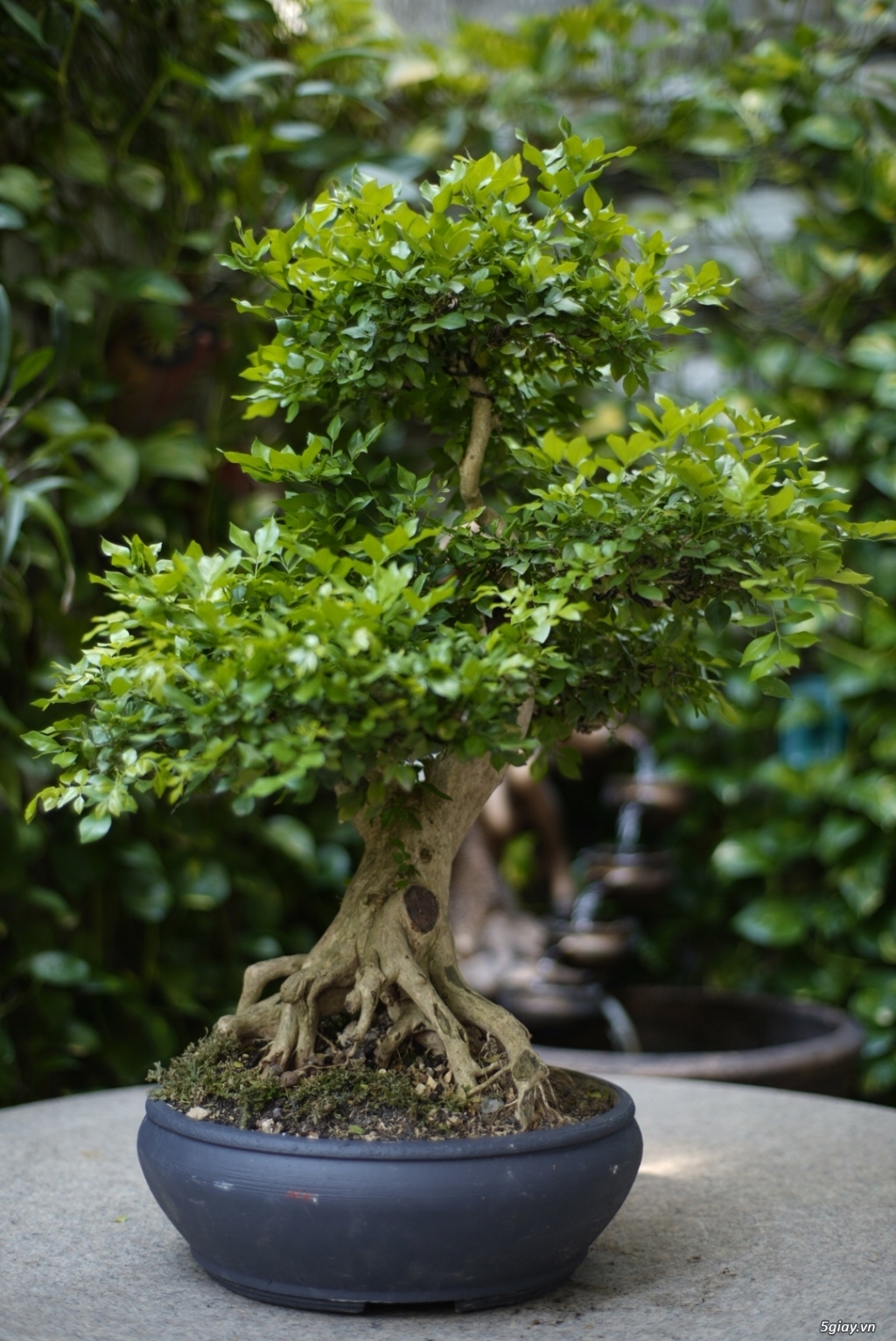 Bán bonsai lớn,trung, mini, siêu mini,phôi đẹp.Tphcm quận bình thạnh - 12