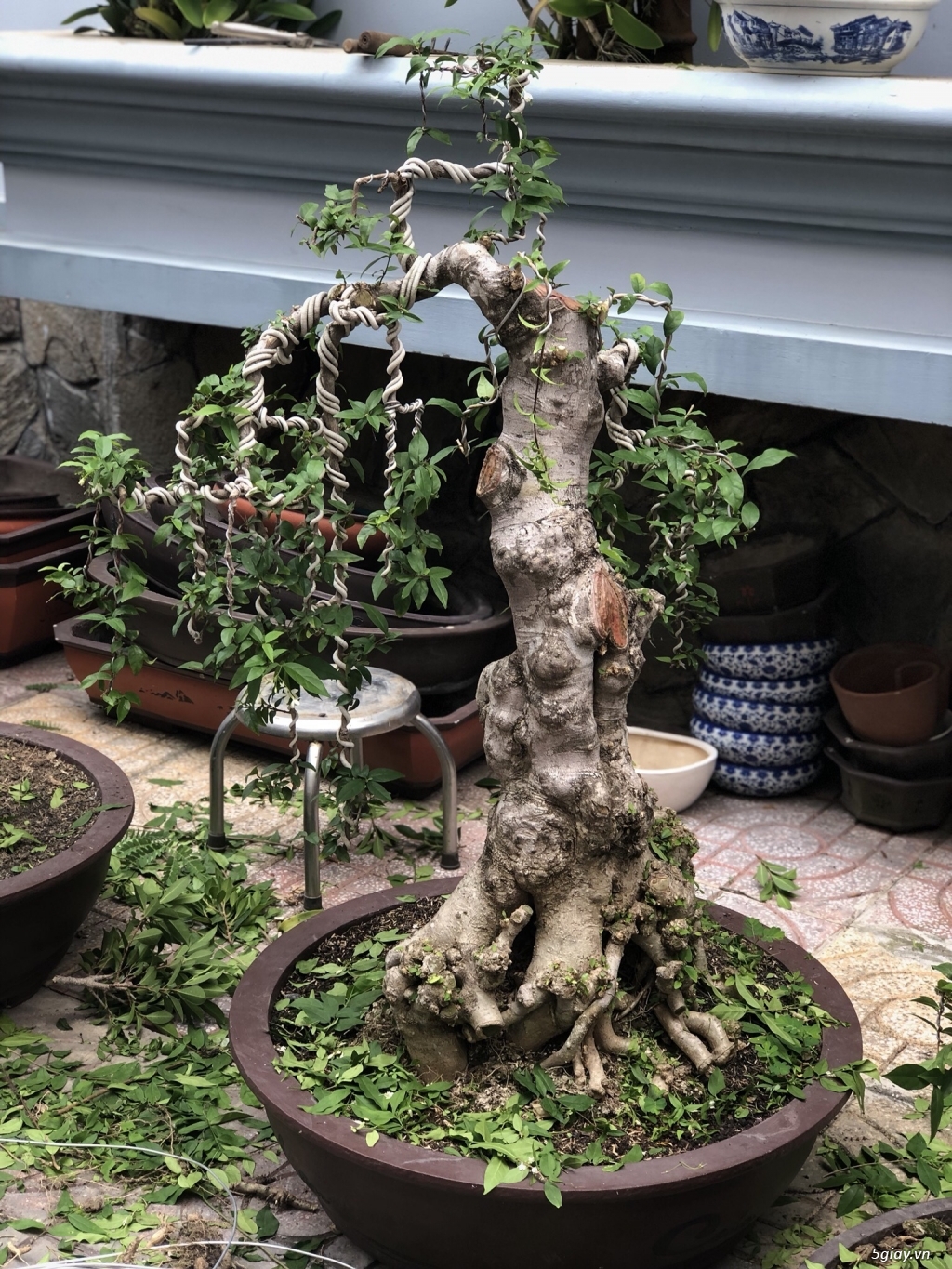 Bán bonsai lớn,trung, mini, siêu mini,phôi đẹp.Tphcm quận bình ...