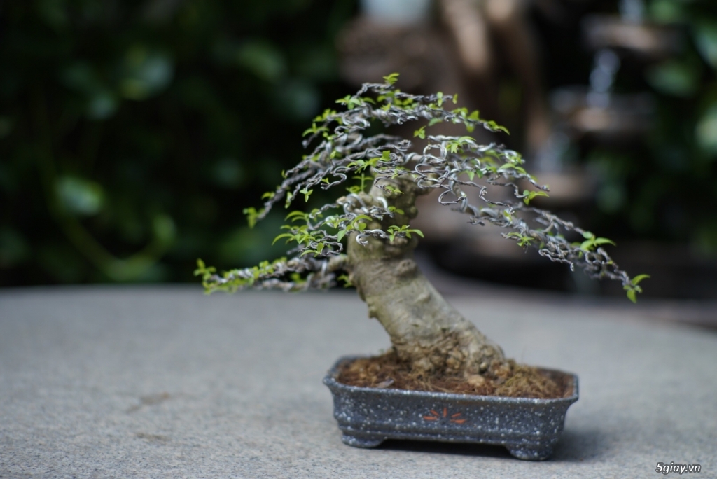 Bán bonsai lớn,trung, mini, siêu mini,phôi đẹp.Tphcm quận bình thạnh - 17