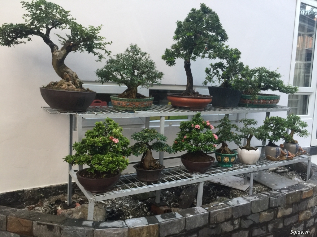 Bán bonsai lớn,trung, mini, siêu mini,phôi đẹp.Tphcm quận bình thạnh - 25