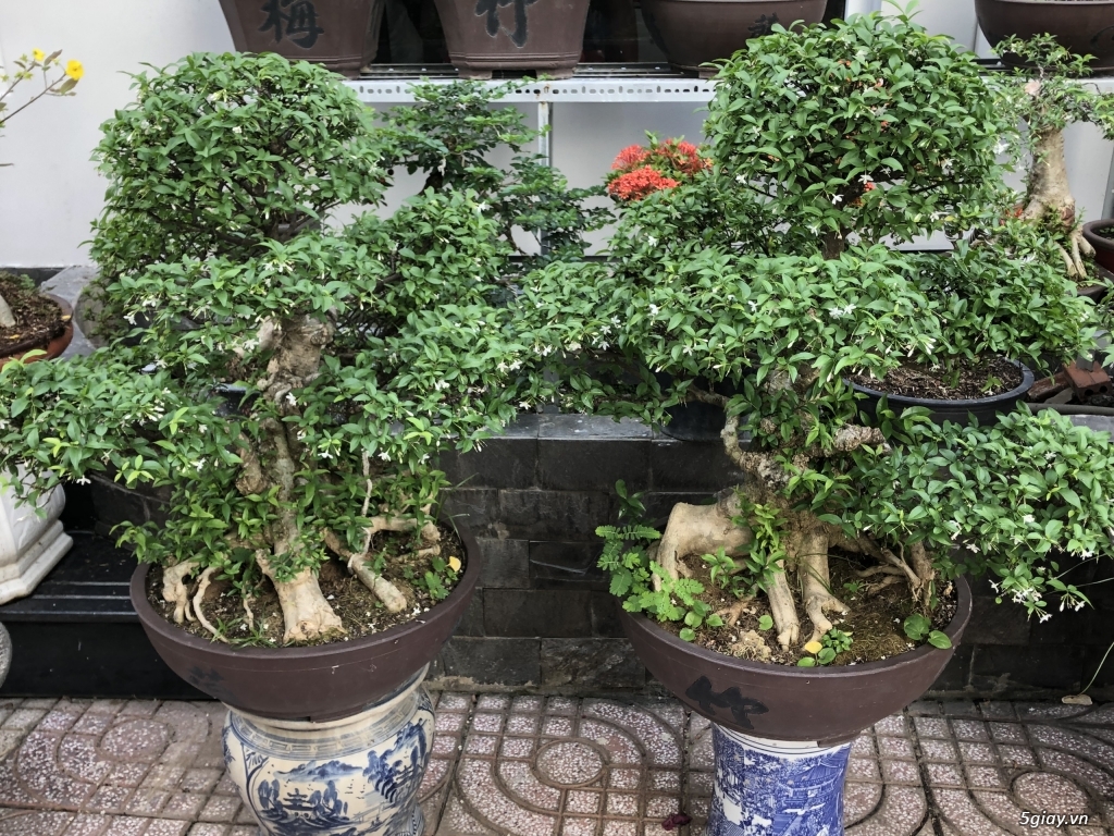 Bán bonsai lớn,trung, mini, siêu mini,phôi đẹp.Tphcm quận bình thạnh - 23