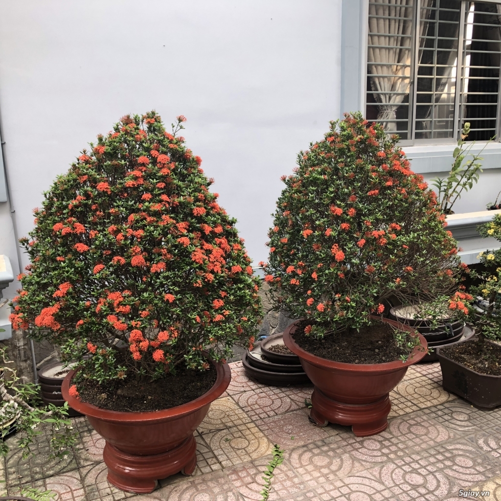 Bán bonsai lớn,trung, mini, siêu mini,phôi đẹp.Tphcm quận bình thạnh - 4