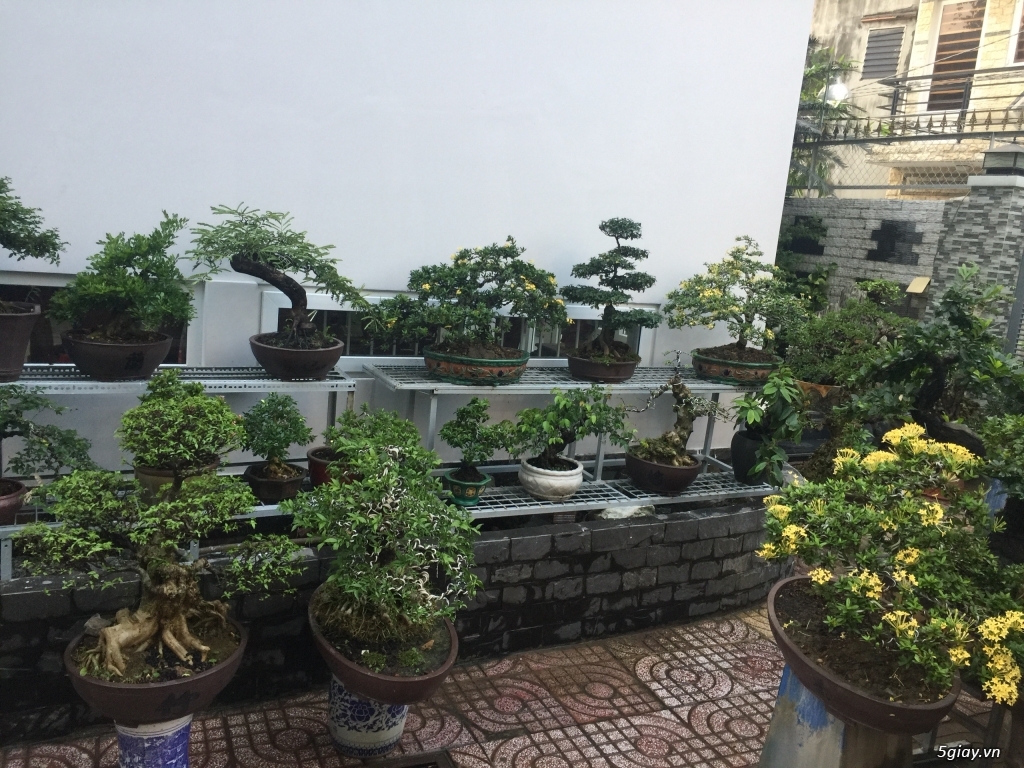 Bán bonsai lớn,trung, mini, siêu mini,phôi đẹp.Tphcm quận bình thạnh - 28