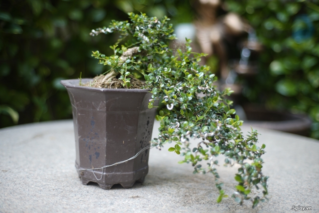 Bán bonsai lớn,trung, mini, siêu mini,phôi đẹp.Tphcm quận bình thạnh - 18