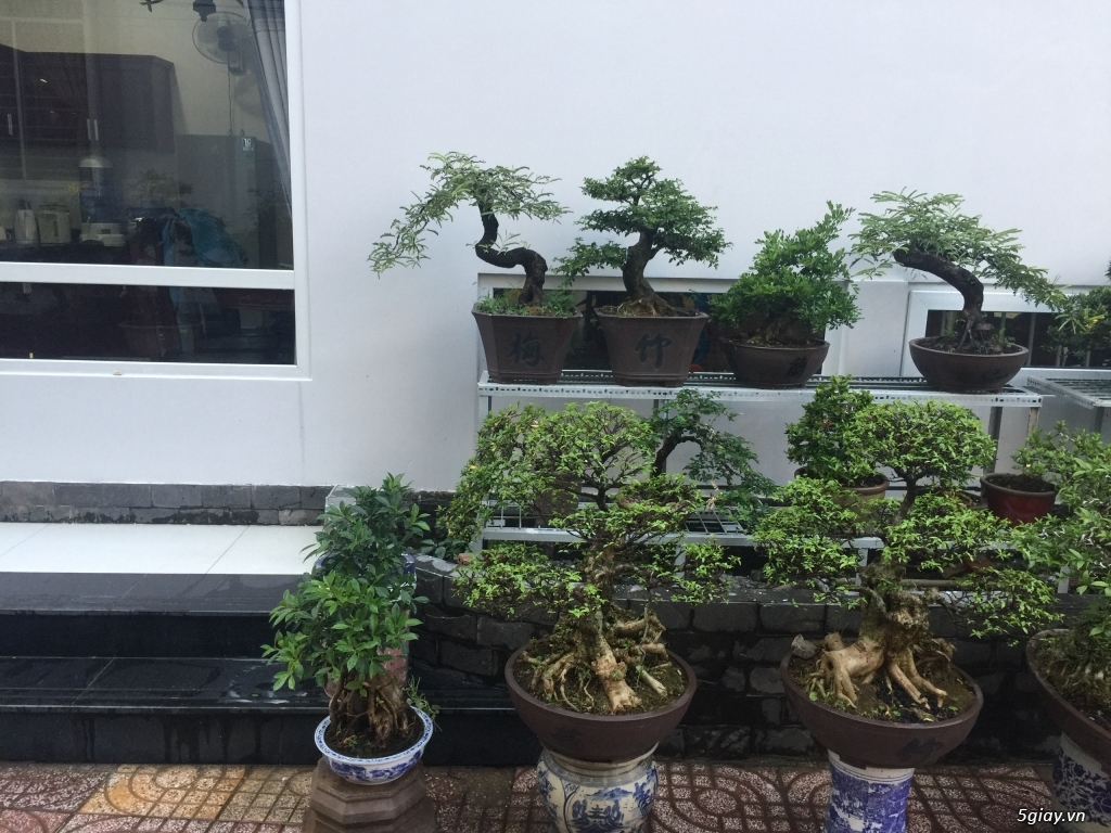 Bán bonsai lớn,trung, mini, siêu mini,phôi đẹp.Tphcm quận bình thạnh - 27