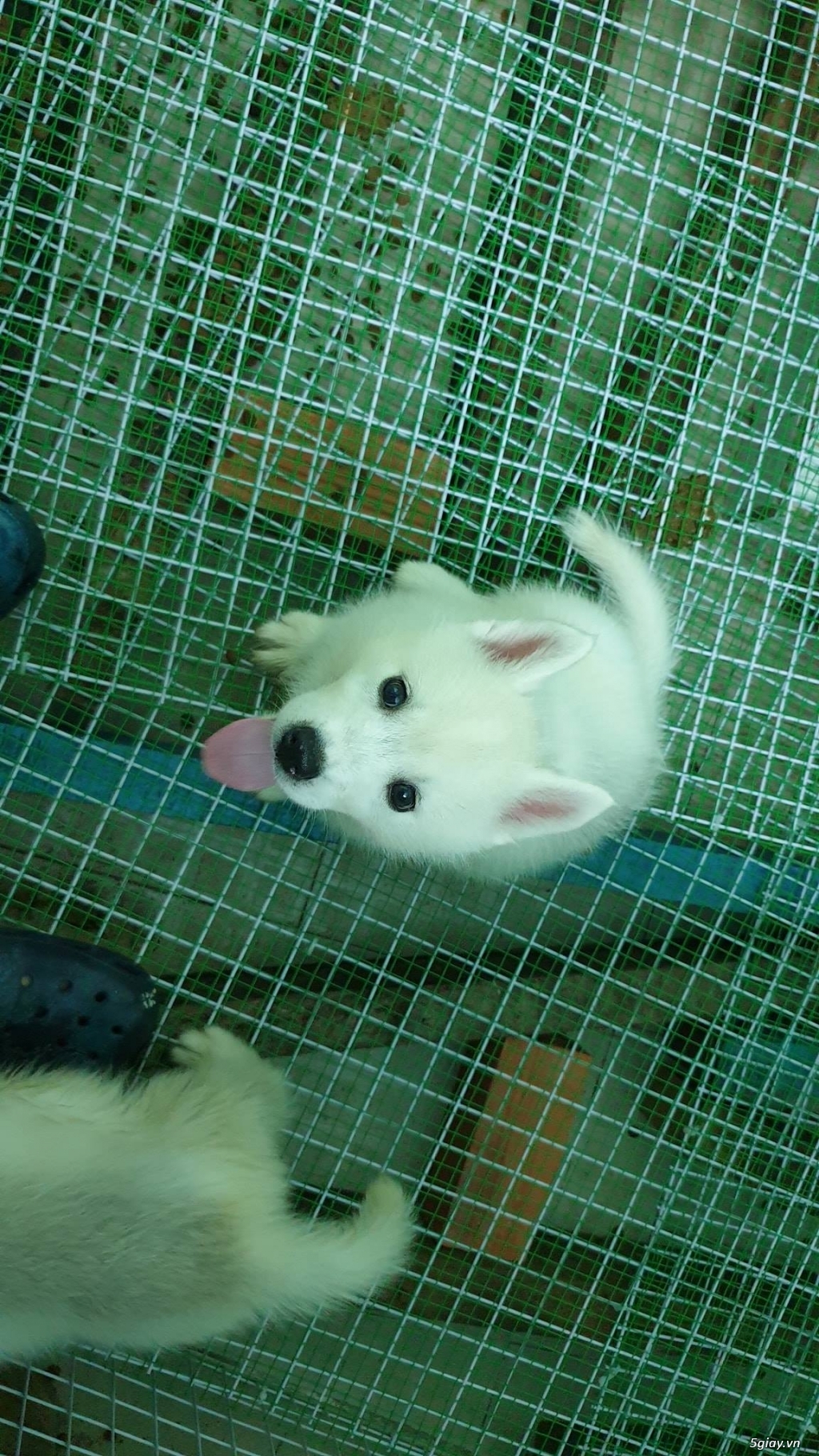 Bán Husky trắng, thuần chủng, 2 tháng tuổi. - 4